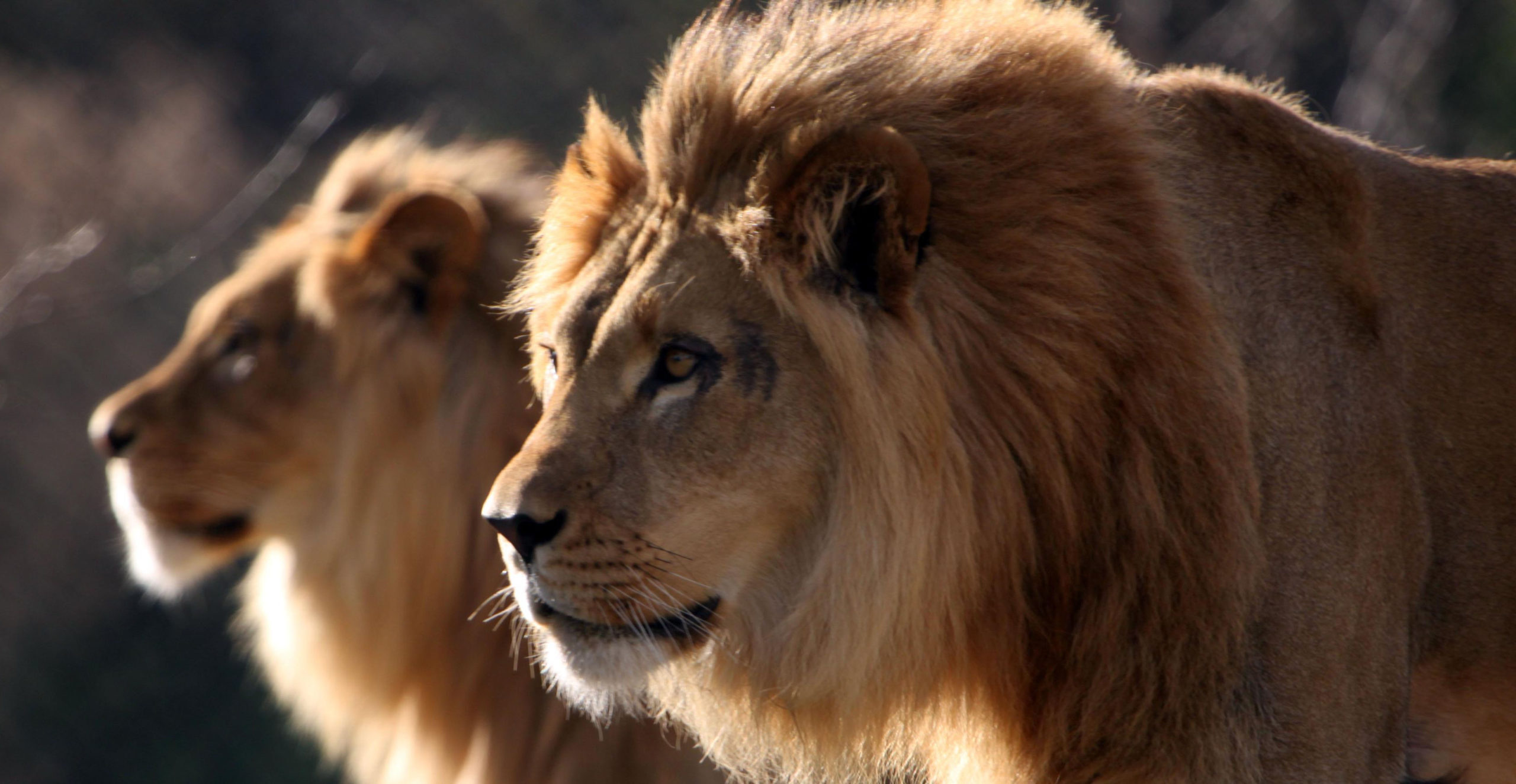 two-lion-standing-together-2