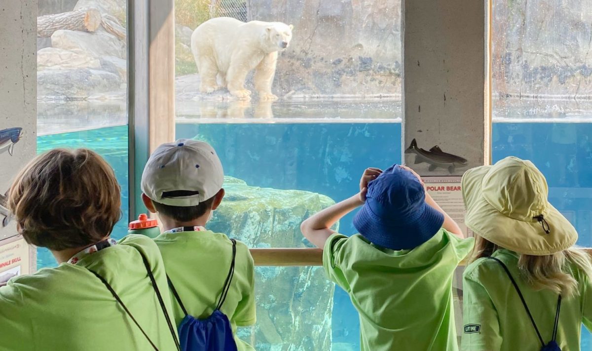 Kids looking at polar bear