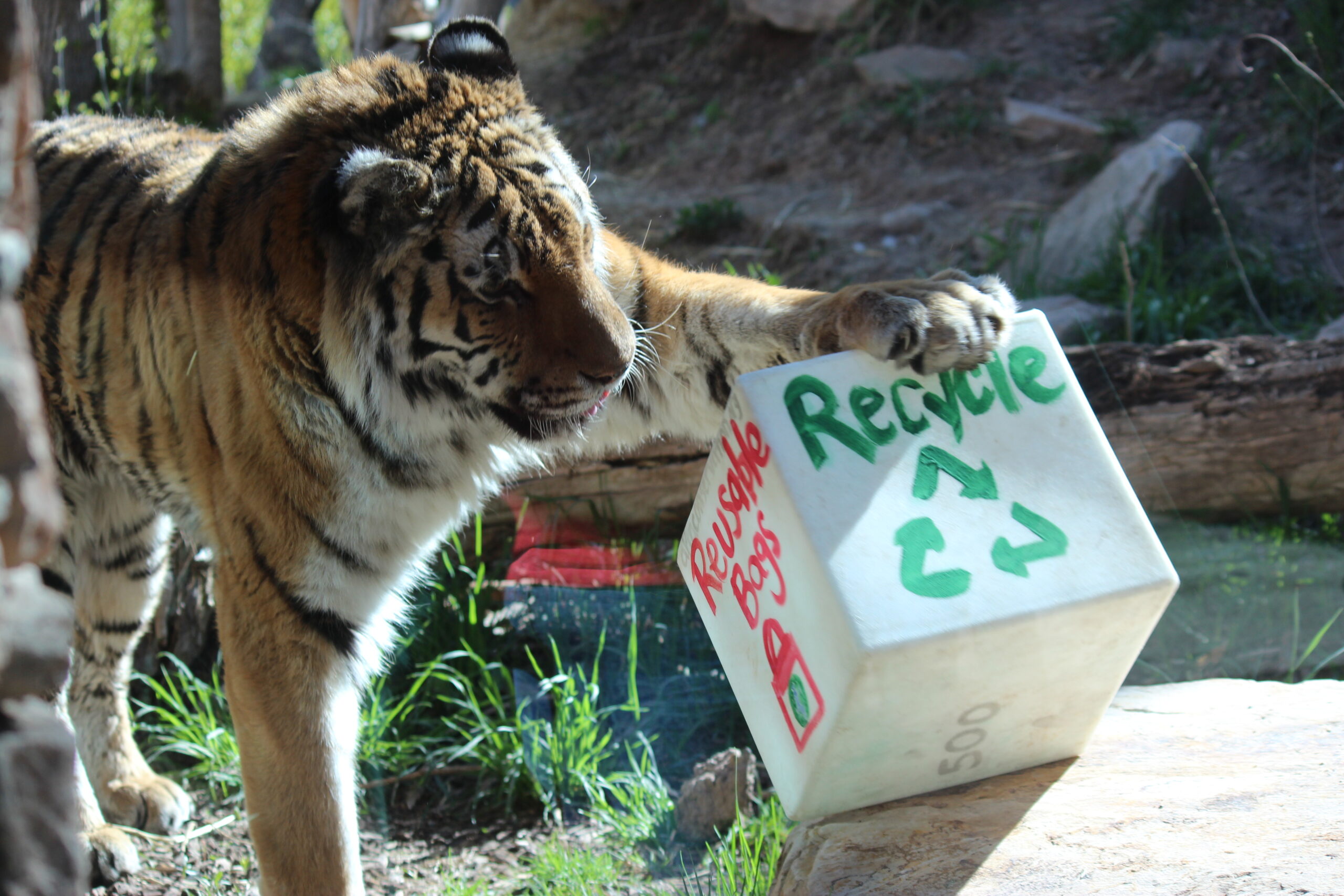 Tiger recycle enrichment