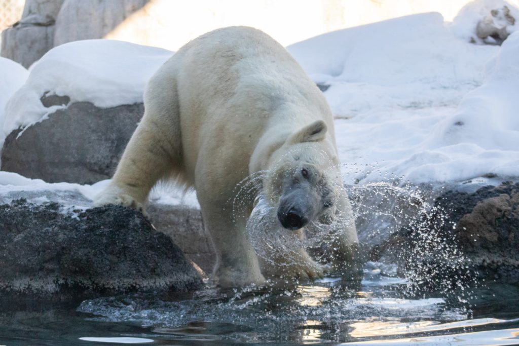 Polar bear head shake