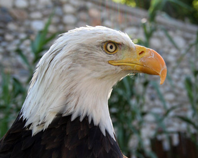 Bald eagle at Utah's Hogle Zoo