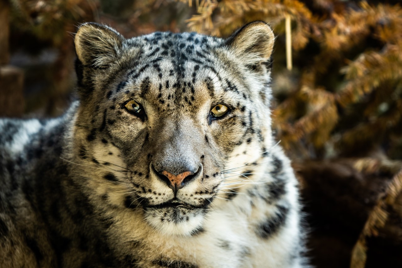 Snow Leopard