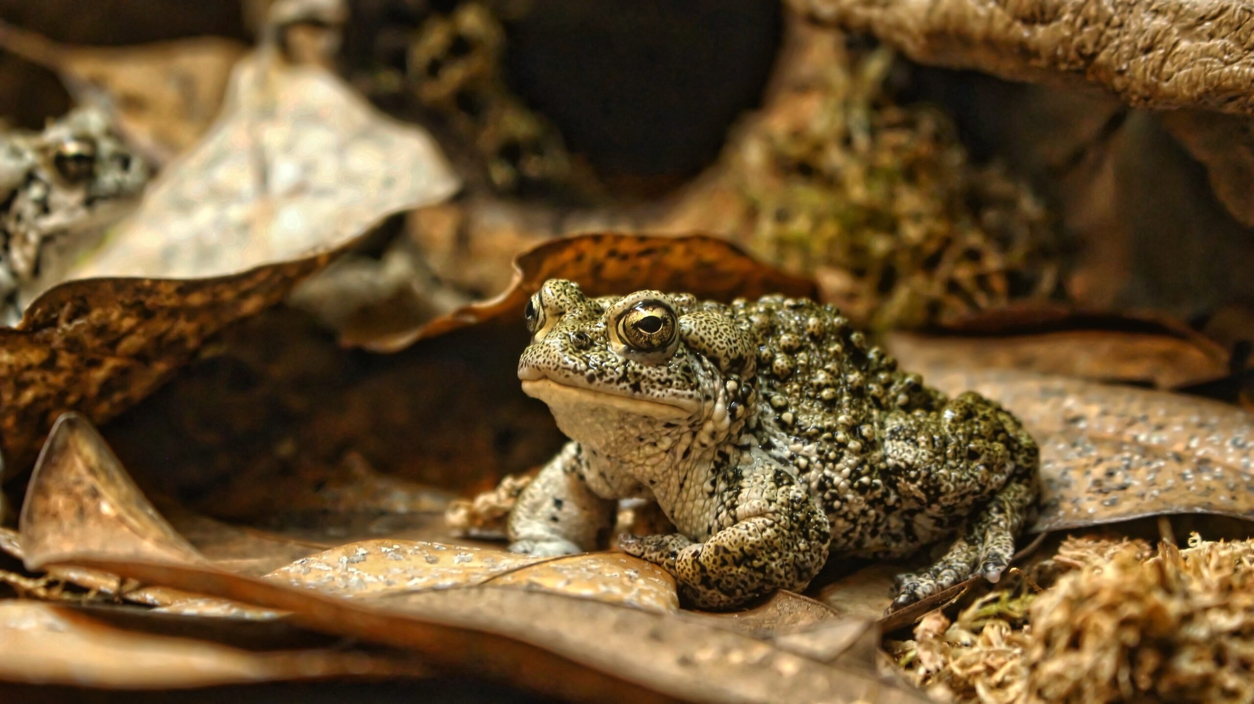 Frog at Utah's Hogle Zoo