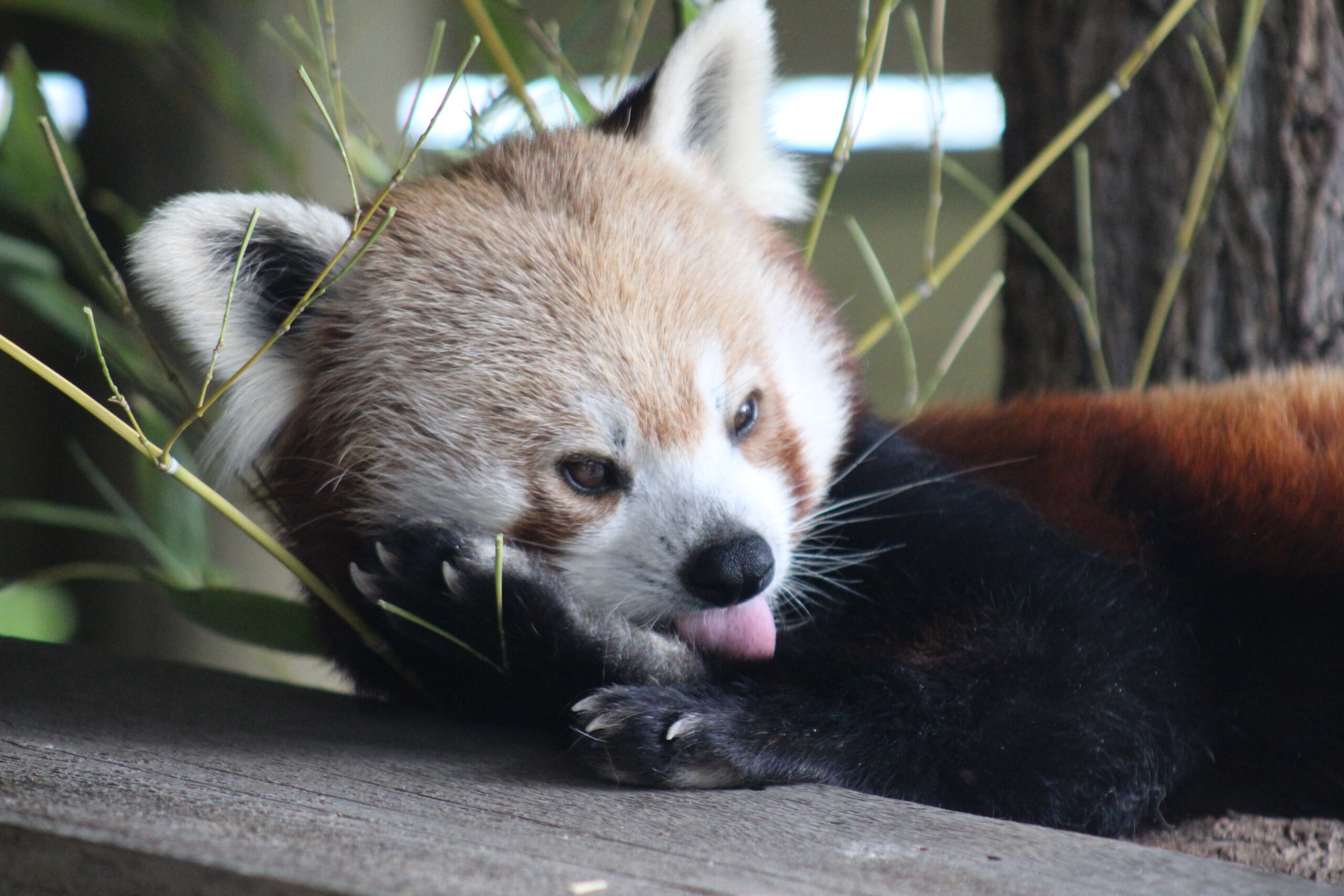 Red panda tongue