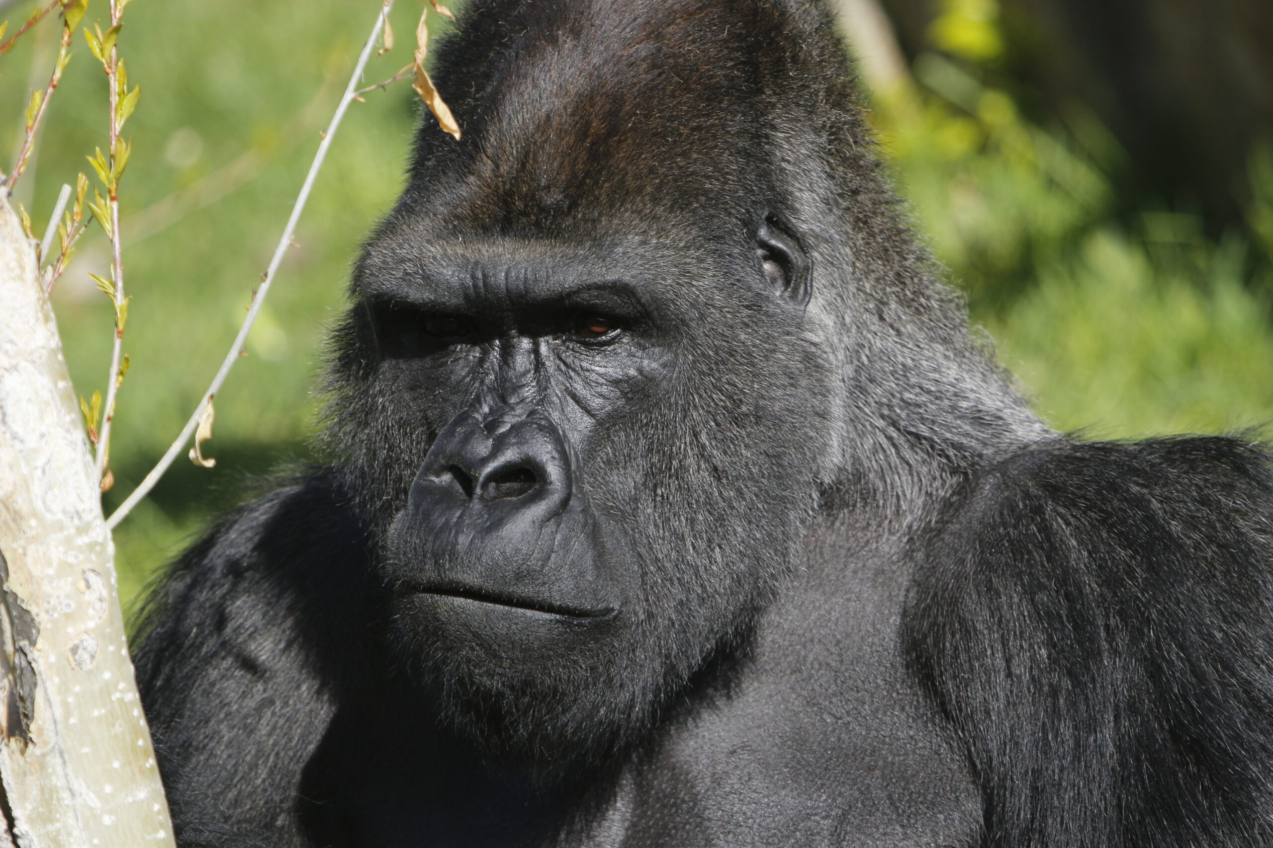Gorilla