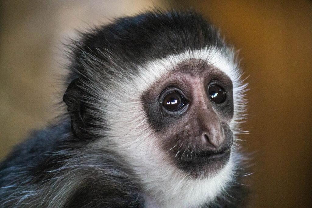 Colobus Monkey