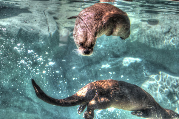 Otters swimming
