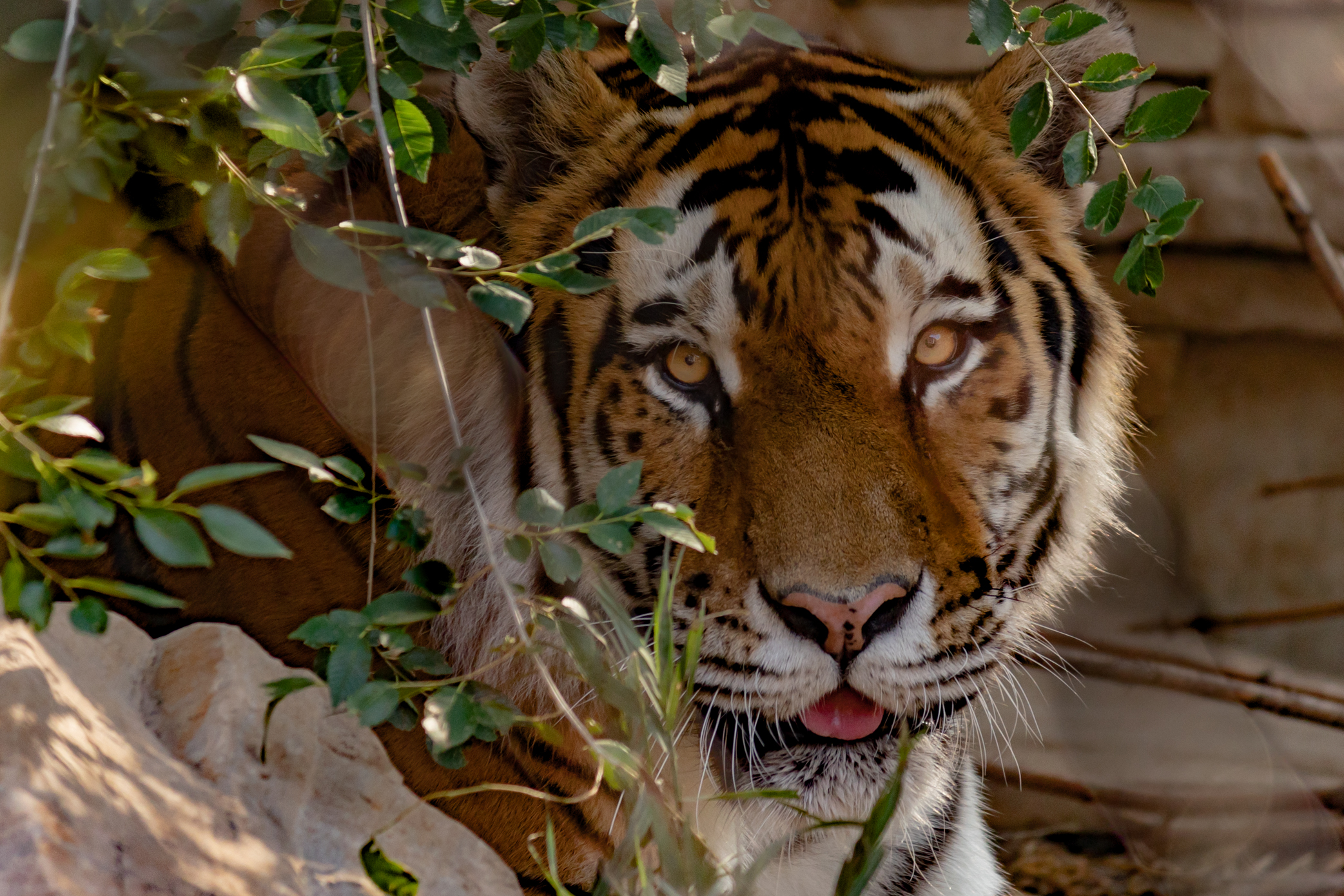 Tiger behind leaves