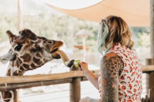 Giraffe Feed