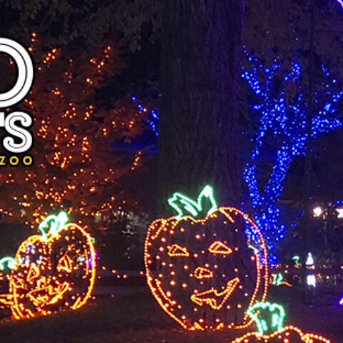 BooLights at Utah's Hogle Zoo