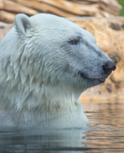 Polar bear in water