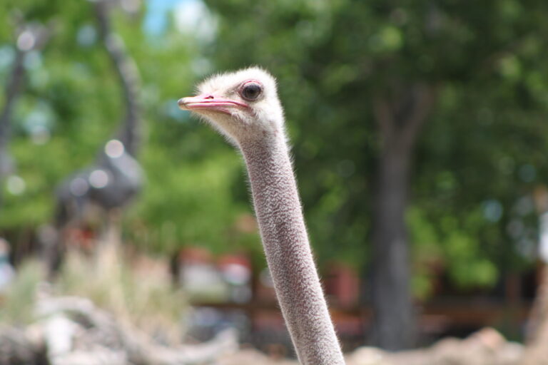 Ostrich