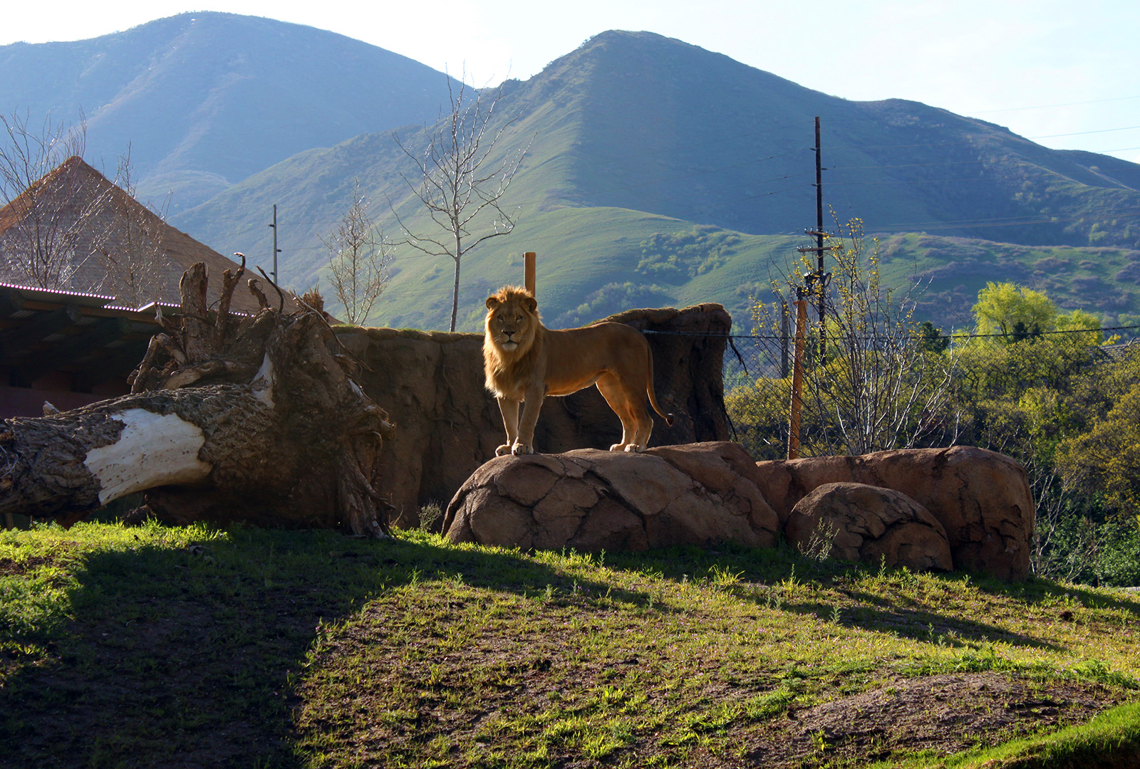 sunrise safari hogle zoo