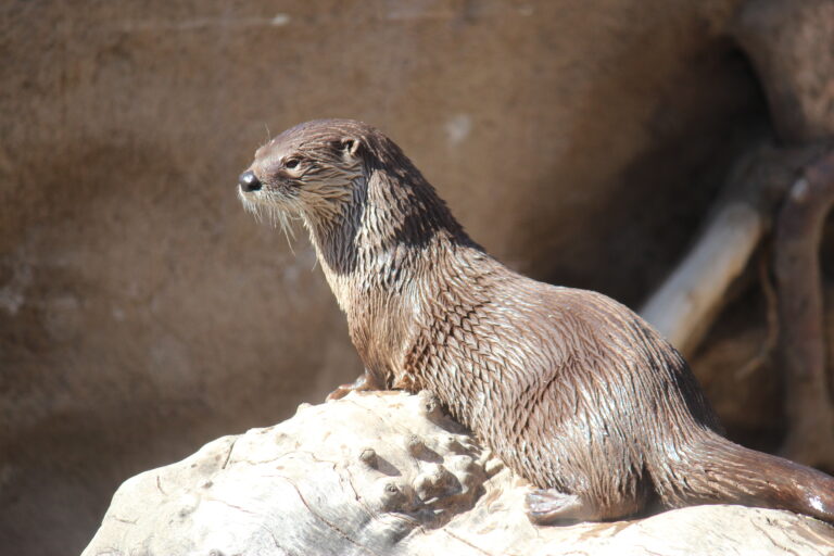 Otter