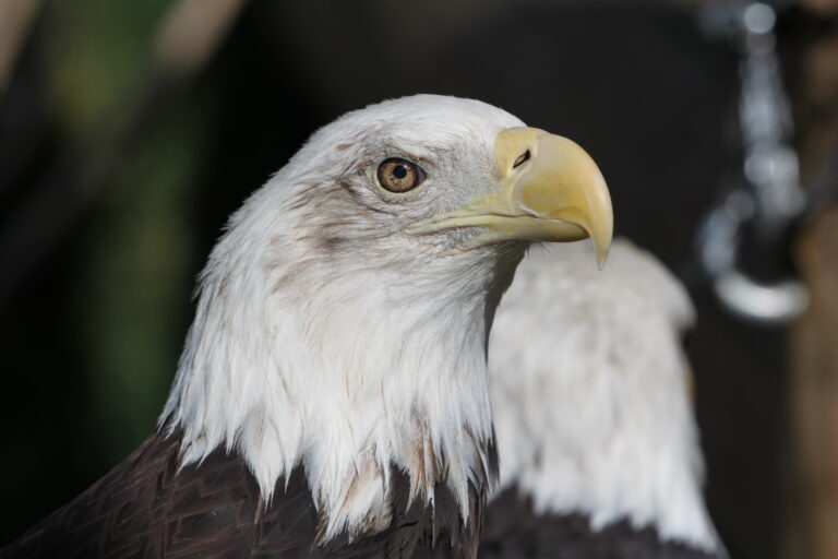 Bald eagles