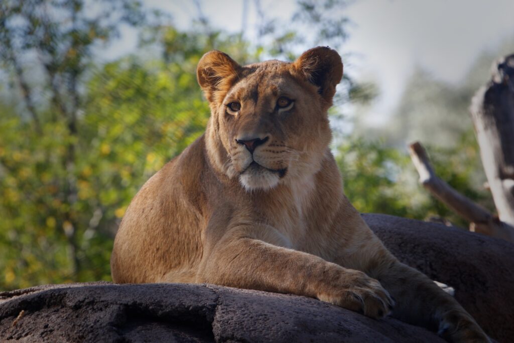 African lion relaxing on rock