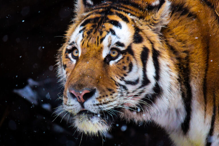 Tiger in snow