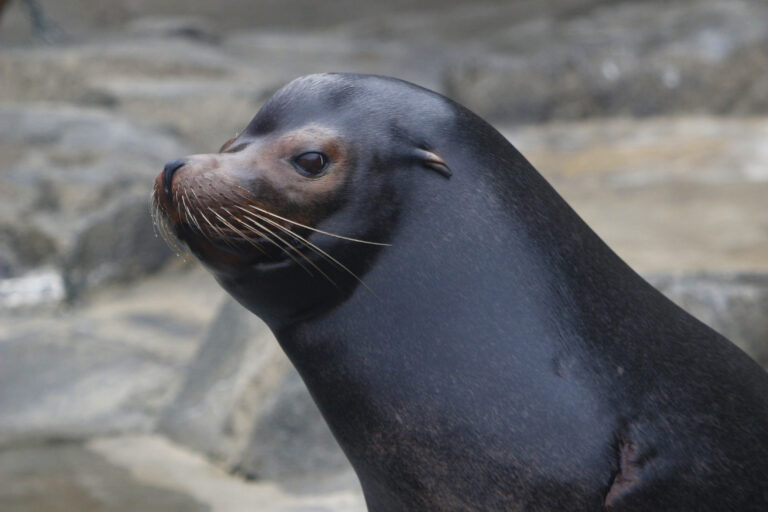 Sea lion