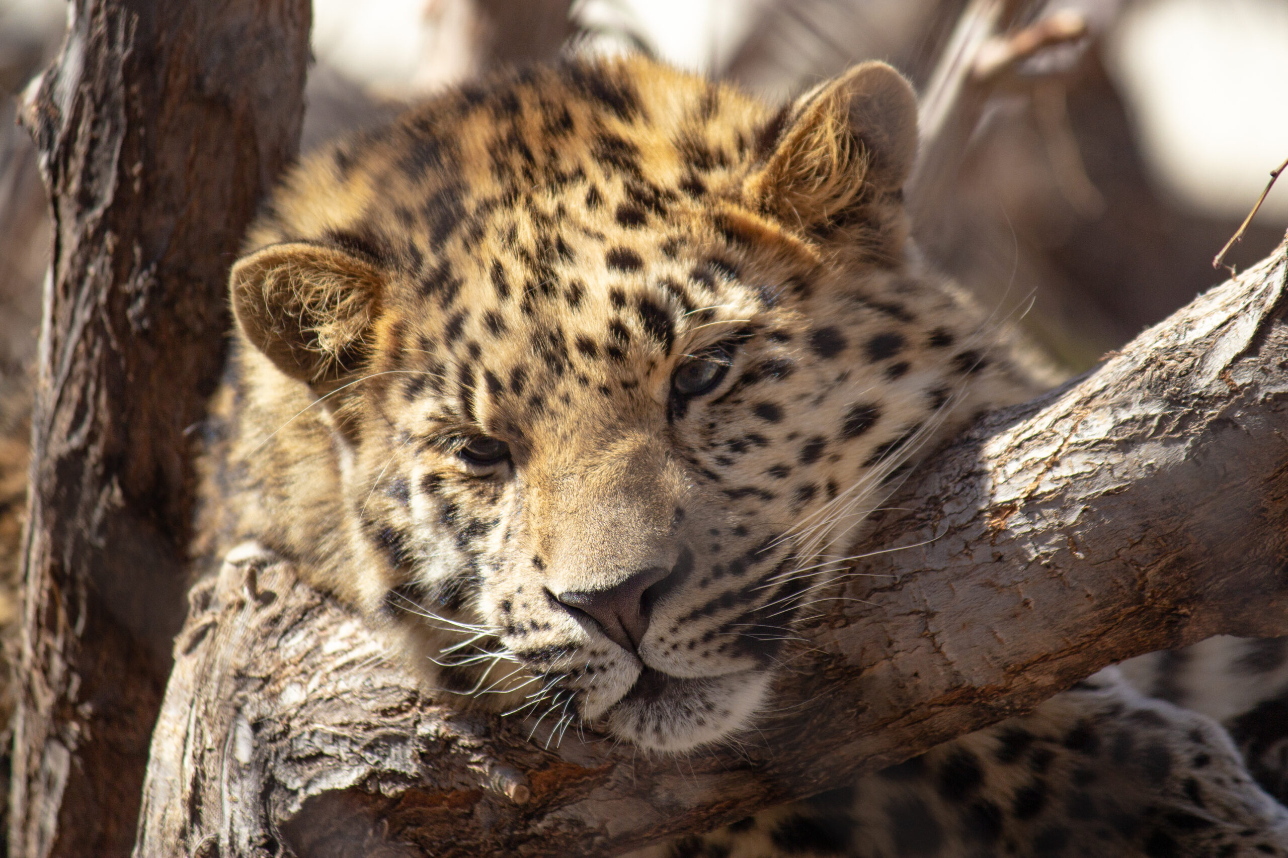Zoo Map | Exhibits, Attractions, Dining & More | Hogle Zoo