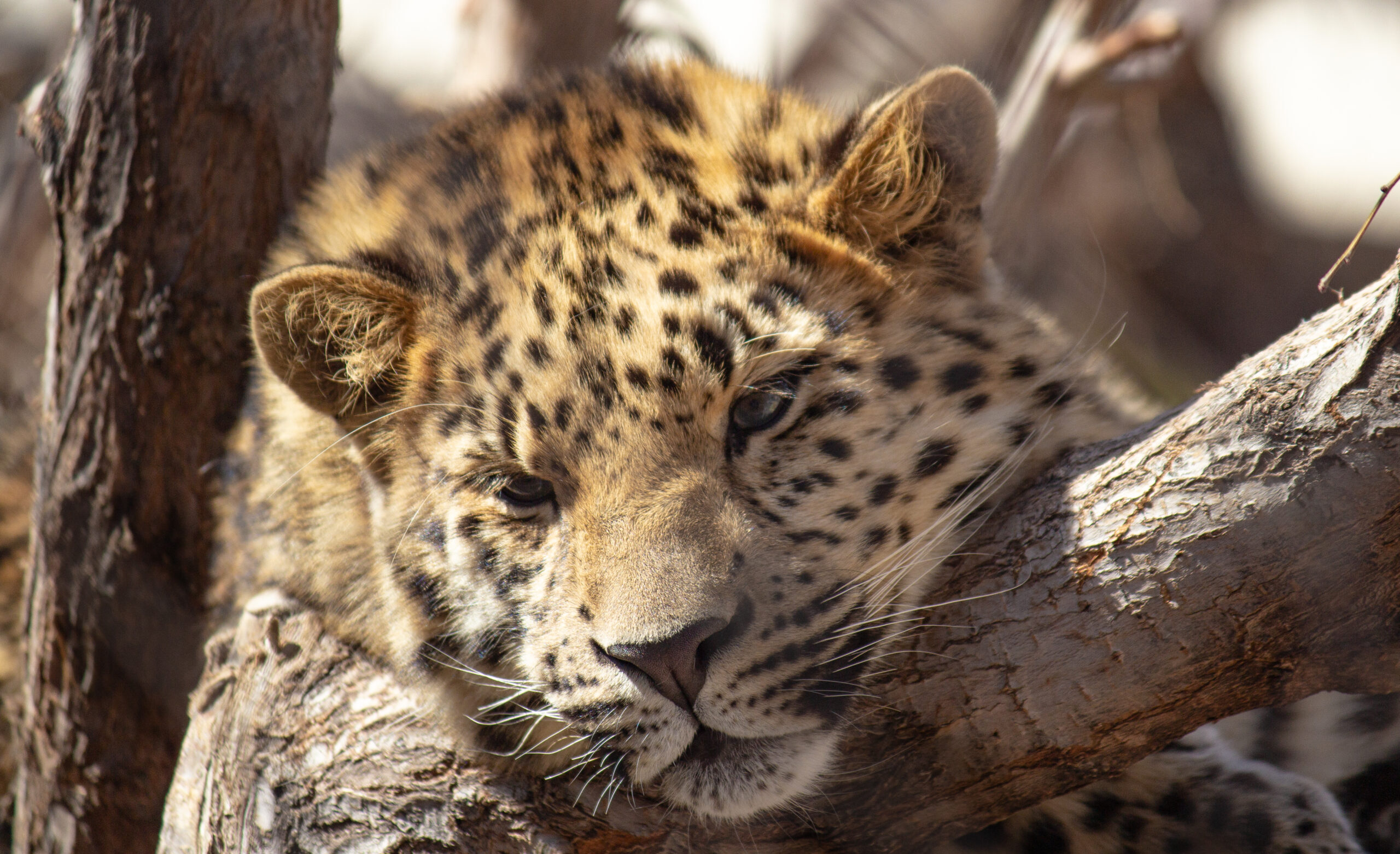 Leopard relaxing