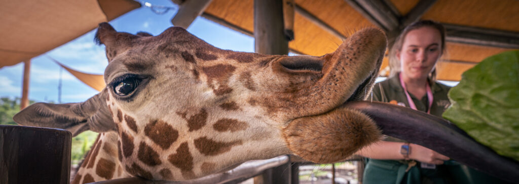Giraffe Feed