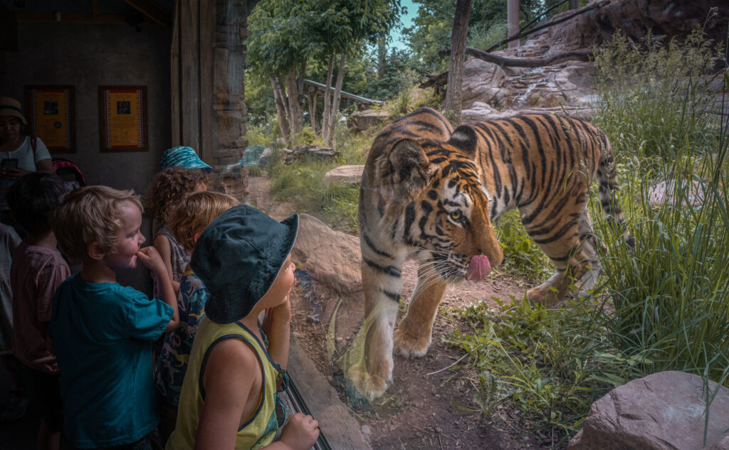 Kids looking at tiger