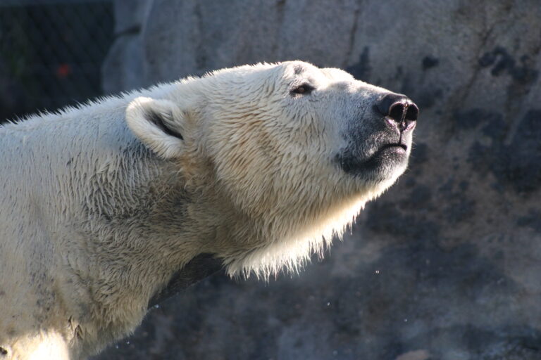 Polar bear