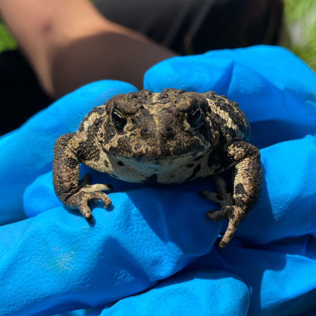 Boreal toad in hand