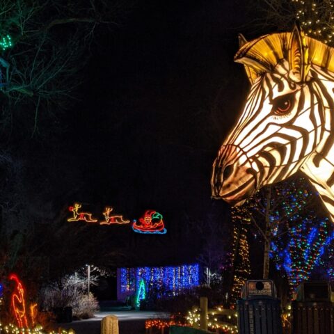 ZooLights zebra lantern