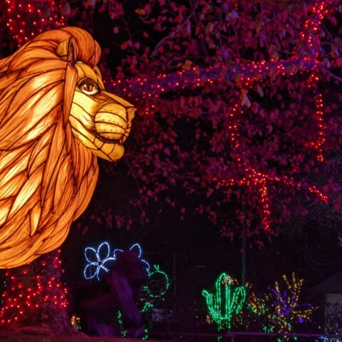ZooLights lion lantern