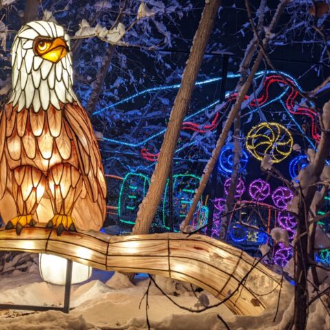 ZooLights eagle lantern