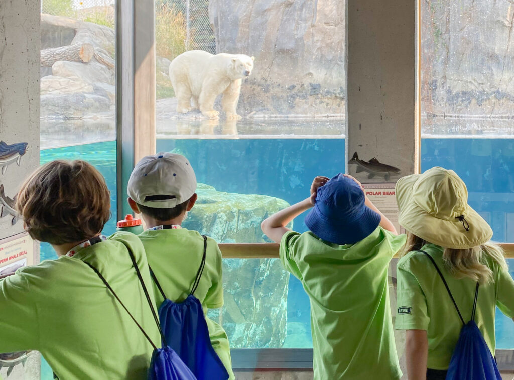 Summer Camp kids looking at Polar Bear