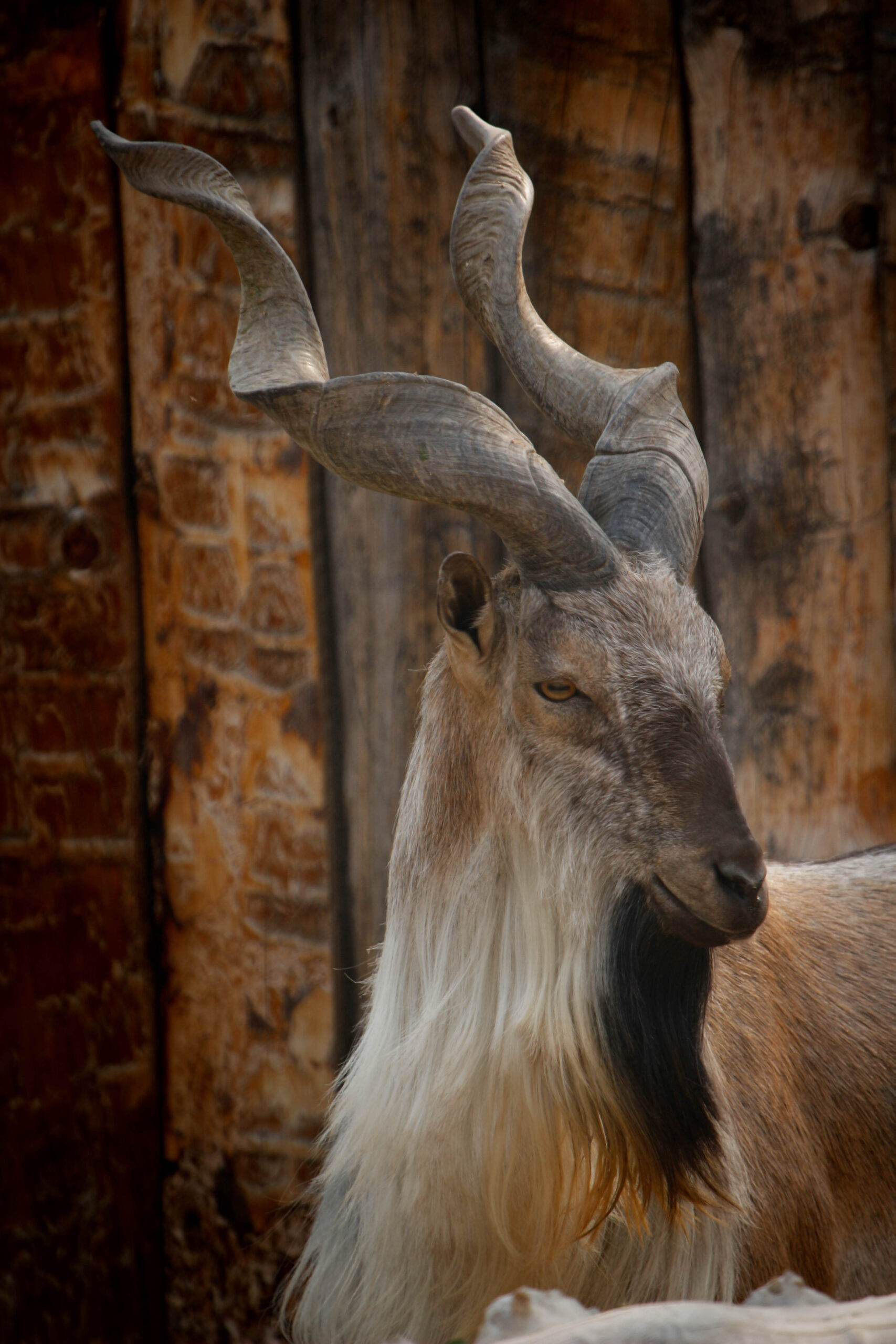 Markhor