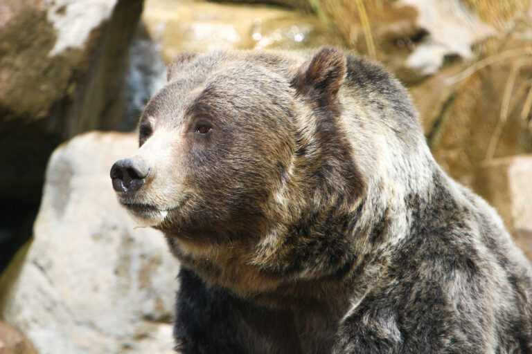 Grizzly bear