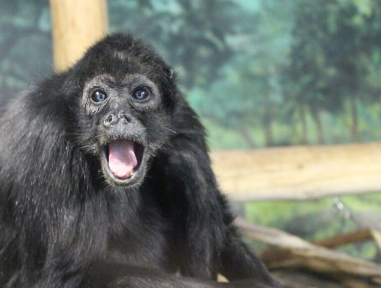 Spider Monkey