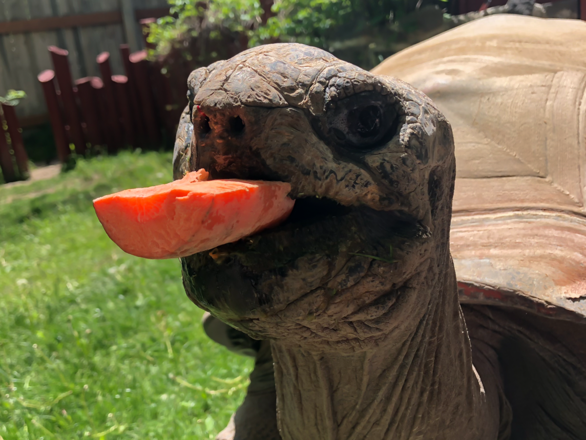 Tortoise eating carrot