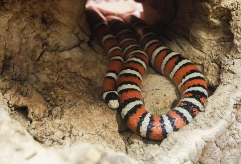 Small Animal Building snake