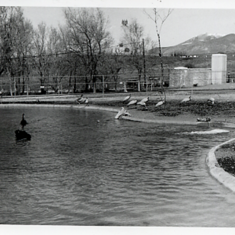 Discovery Land duck pond