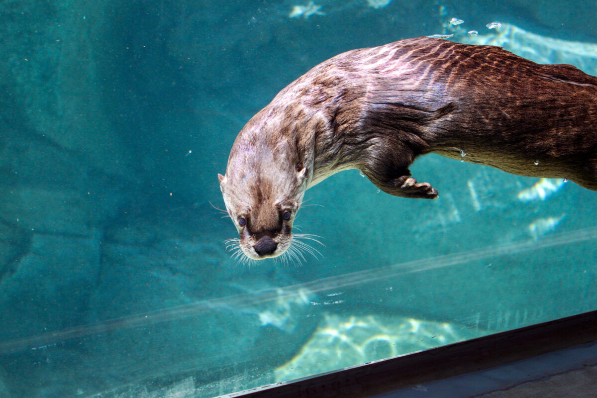 Otter in water