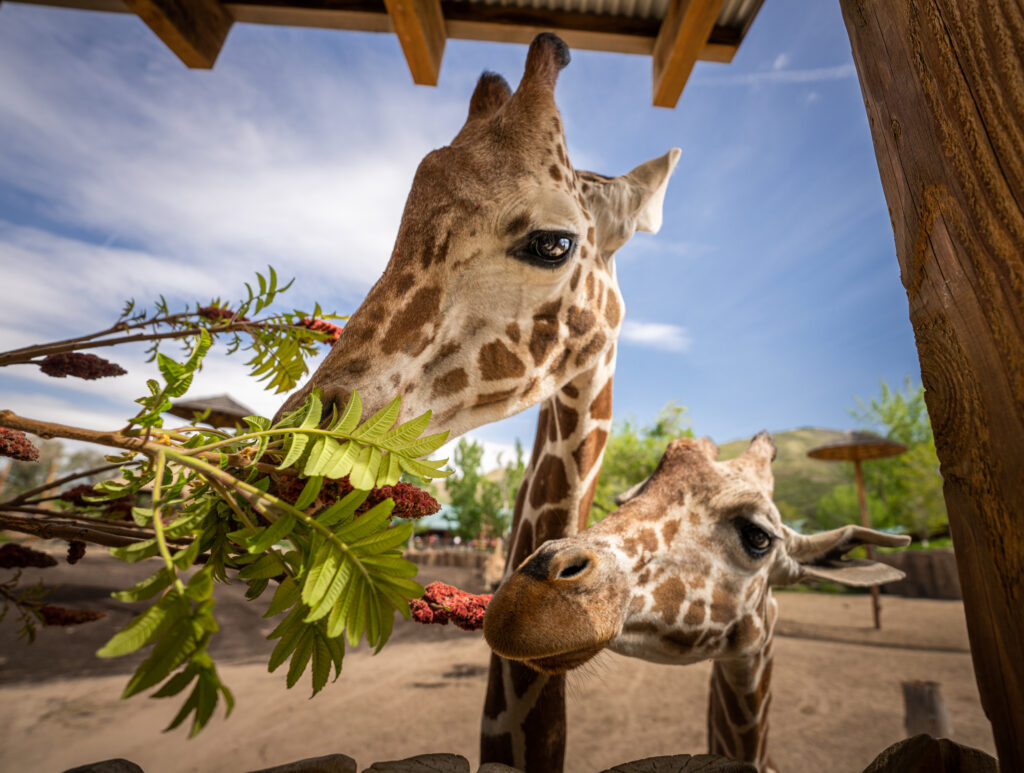 Utah's Hogle Zoo News