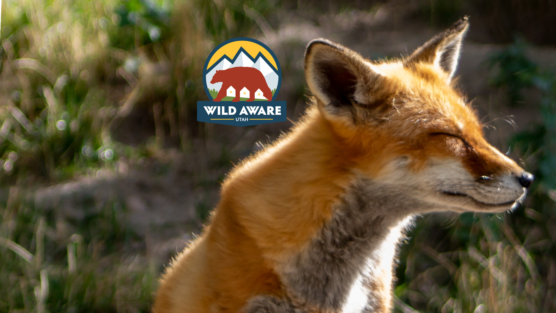 Fox with Wild Aware Utah 2026 logo