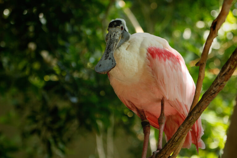 Spoonbill bird