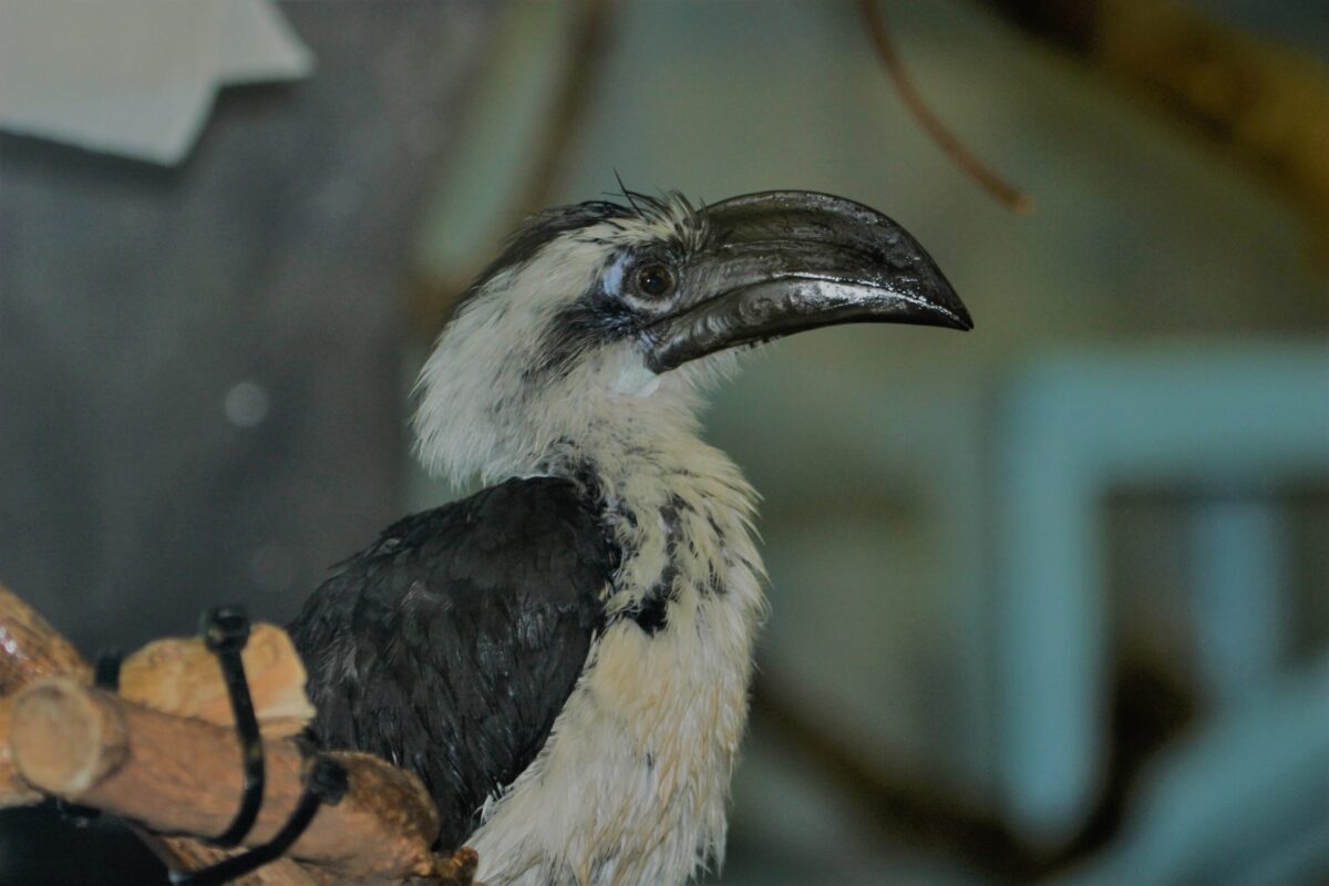 Small Animal Building bird