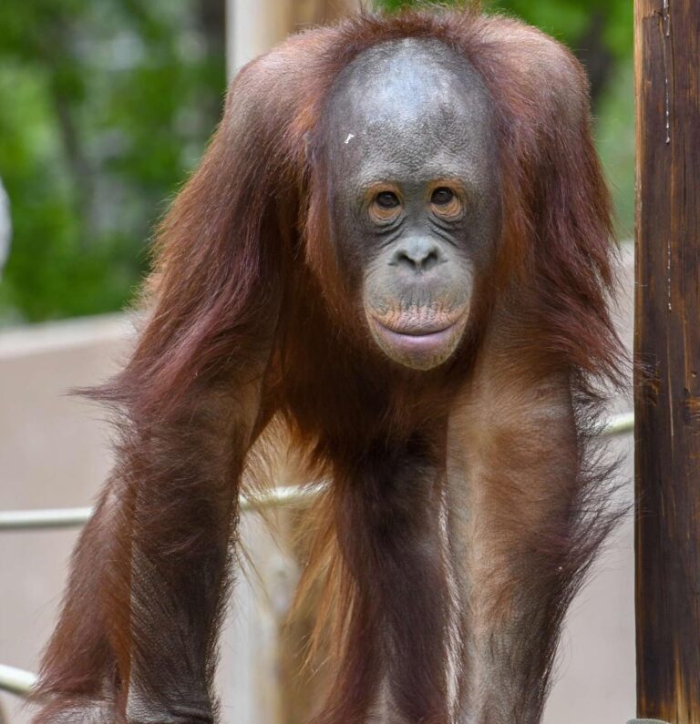 Orangutan Tuah