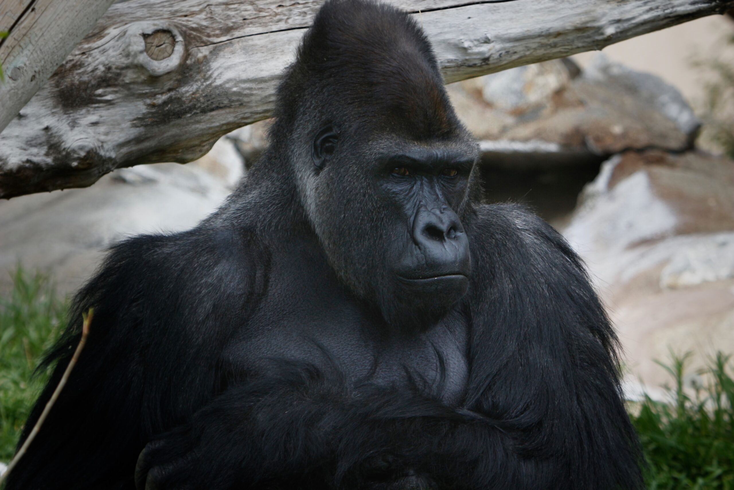 Father's Day Weekend Inperson only Utah's Hogle Zoo Salt Lake City