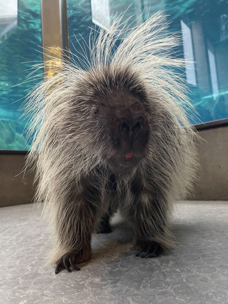 North American Porcupine