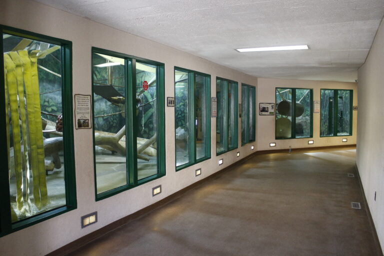 Great Apes interior