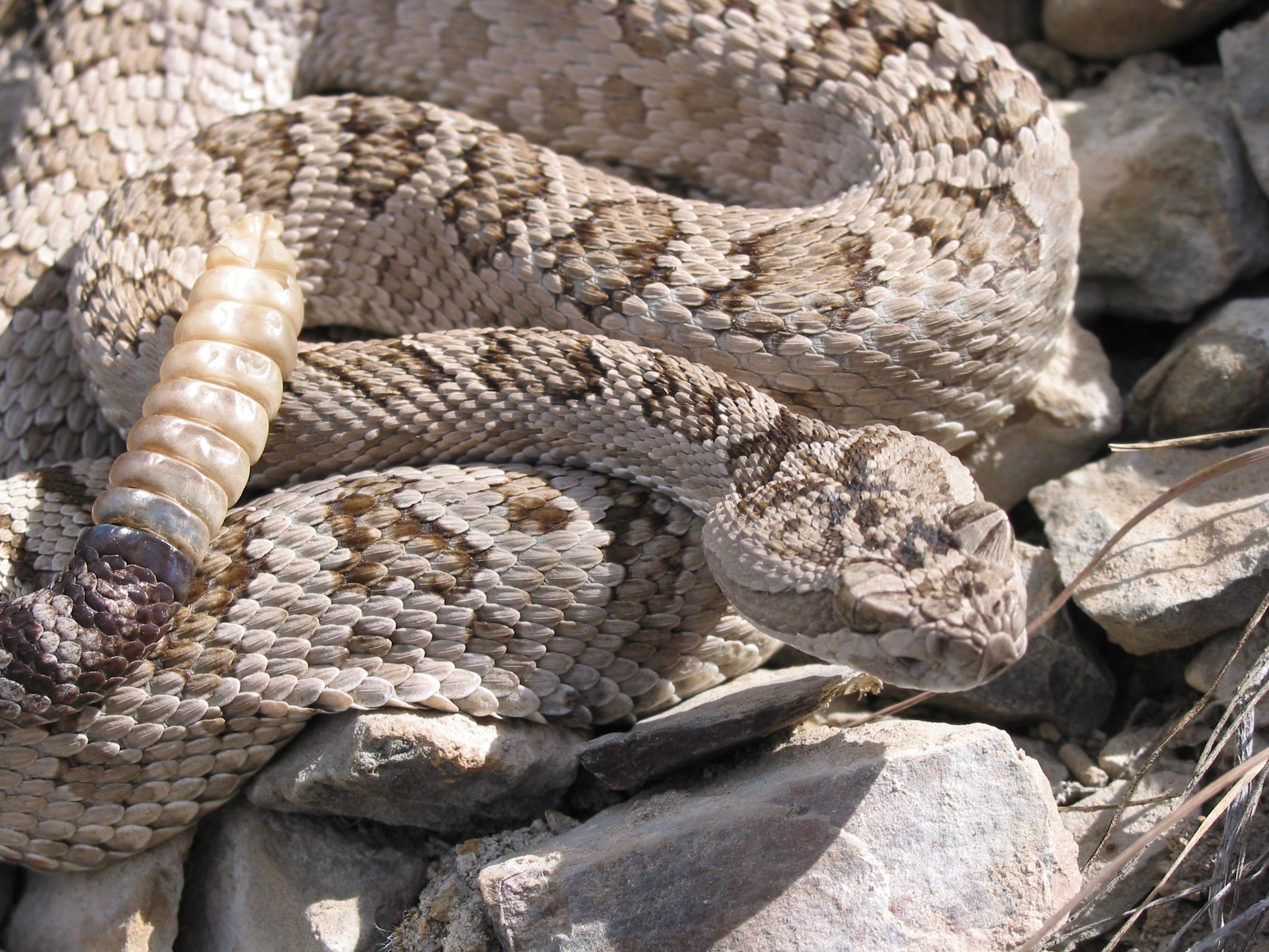 Greatbasin Rattlesnake