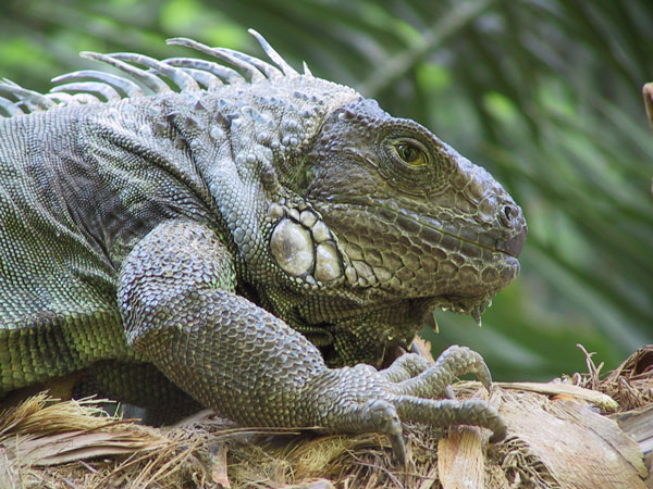 Iguana