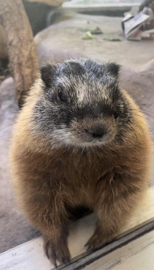 Marmot